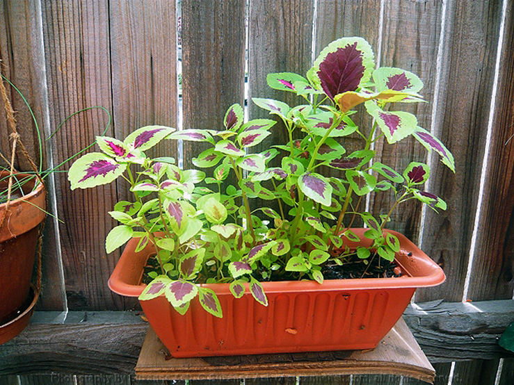 Coleus