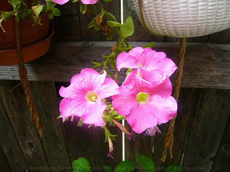 Oct Garden Flowers